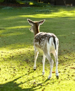 Trend zur Idealisierung der Natur - der Bambi-Effekt Herbert Walter Krick  / pixelio.de  